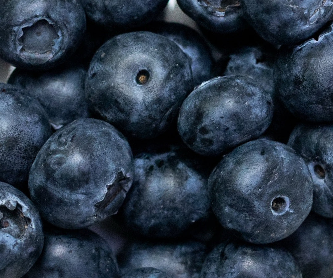 Beautiful Blueberries – A Superfood for Dogs in the UAE