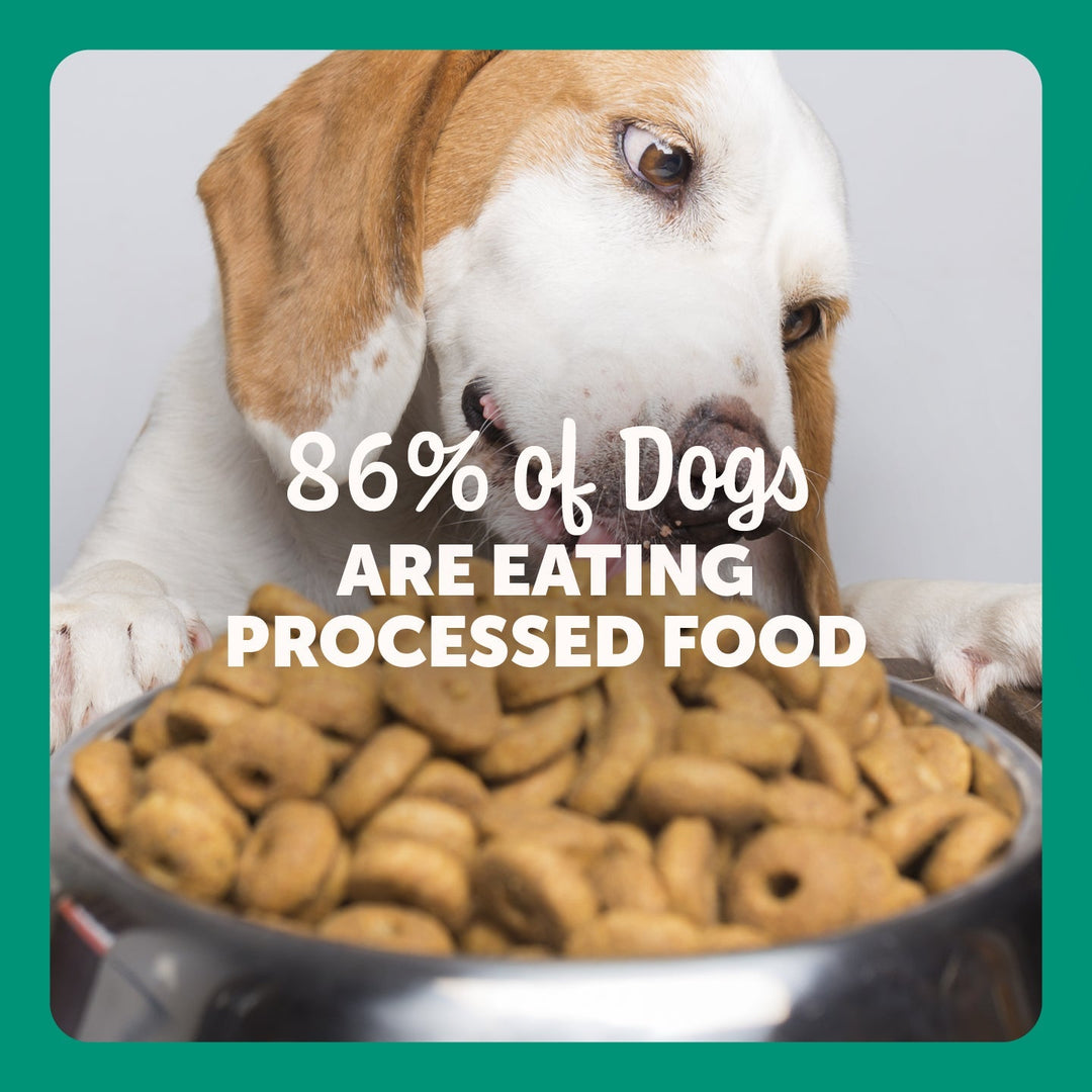 Is Processed Dog Food Good for Dogs? What Every UAE Pet Owner Should Know