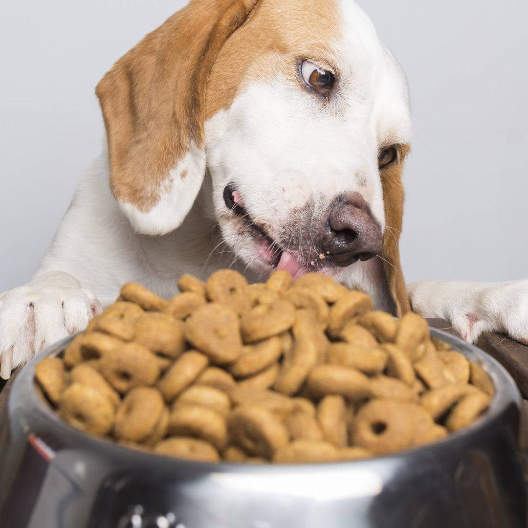 Is Processed Dog Food Good for Dogs? What Every UAE Pet Owner Should Know