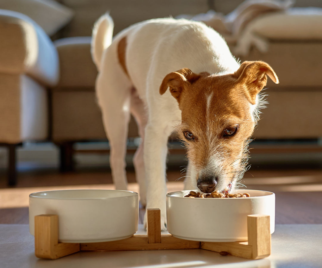 Meet Dr Sarah - Changing your pet's food