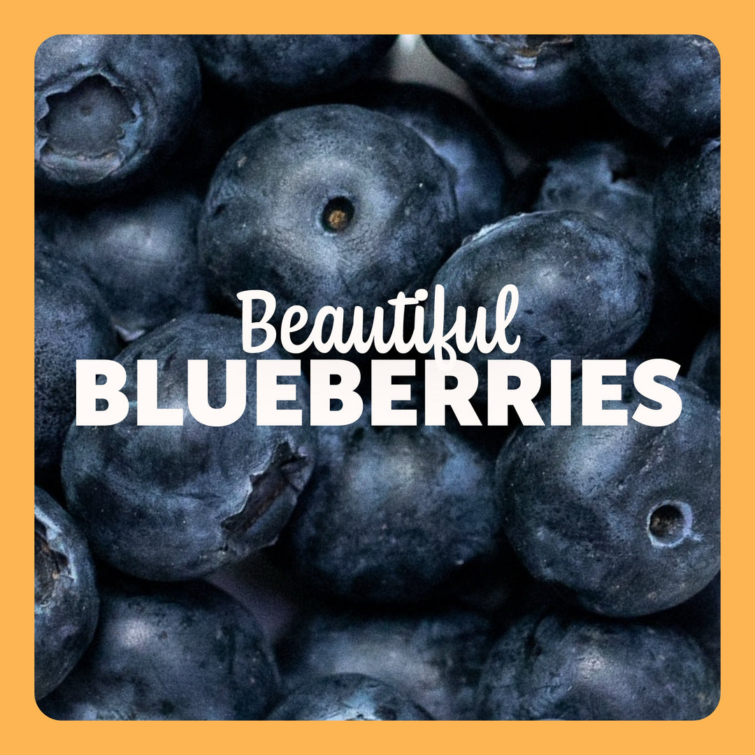 Beautiful Blueberries – A Superfood for Dogs in the UAE