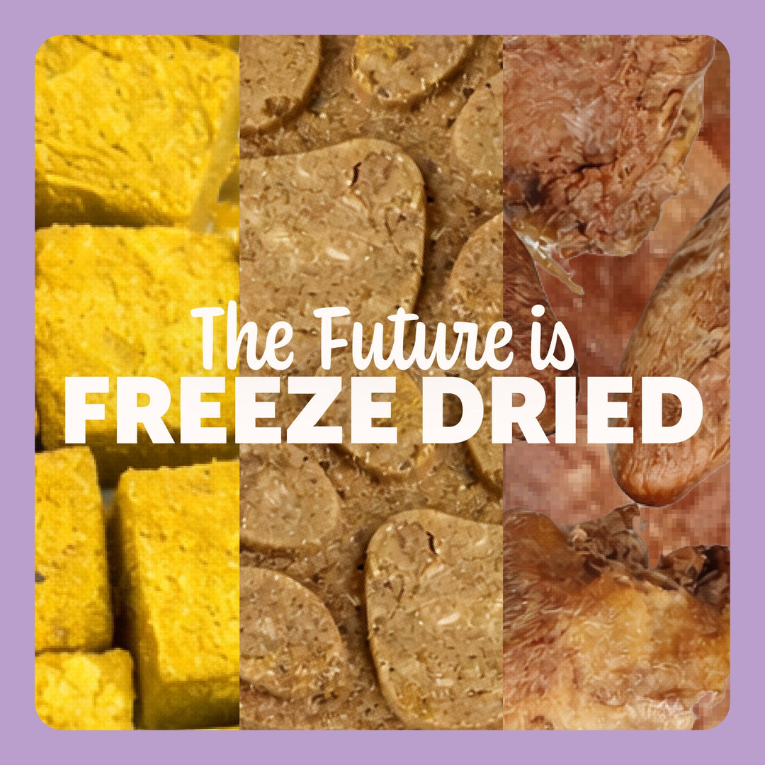 Why Freeze Dried Dog & Cat Food Is the Future of Fresh Feeding in the UAE