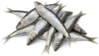 Sardines ingredient